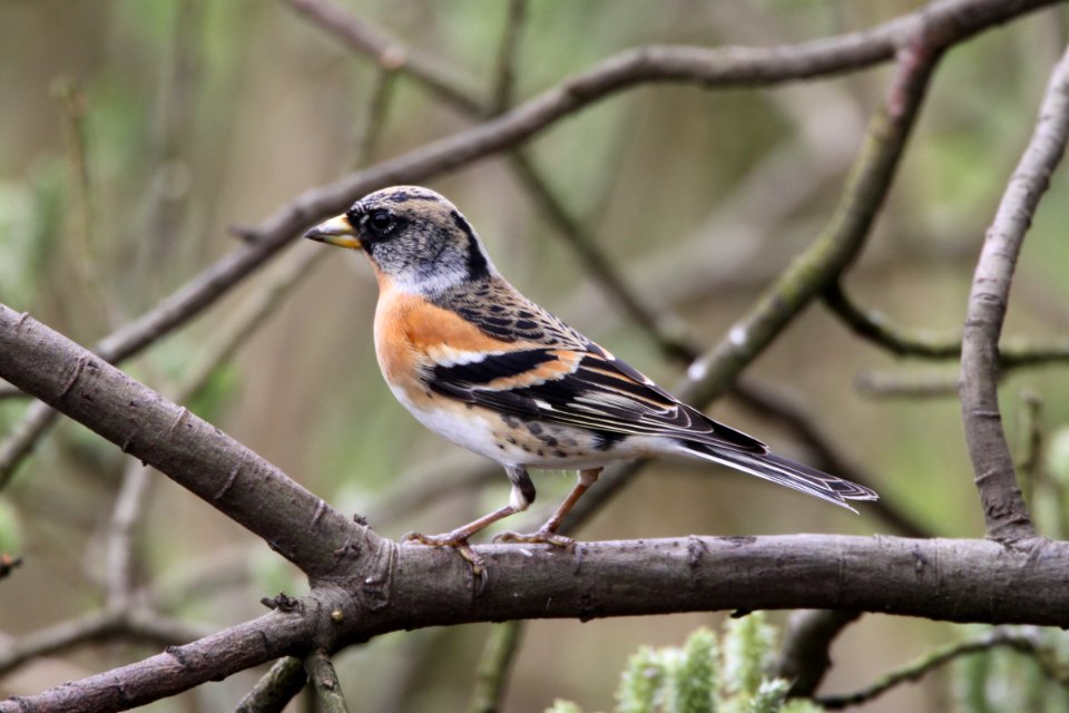 Brambling on a branch