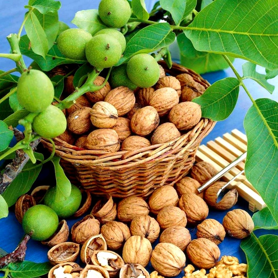 عکس های گردو