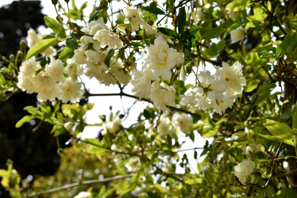 Jardines Sants-Montjuic Barcelona
