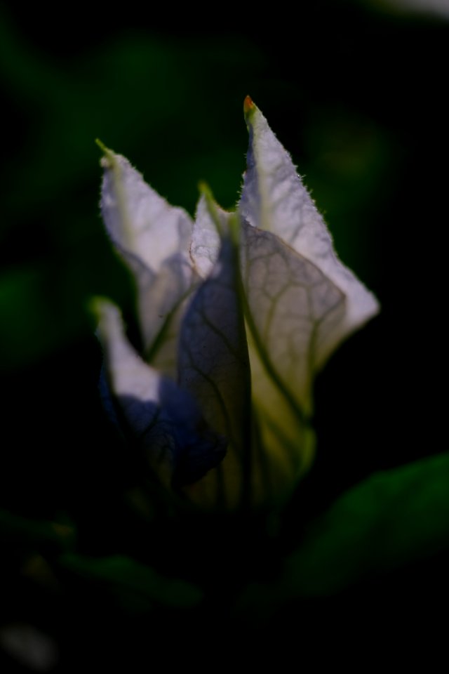 DSCF2654