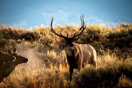 Elk Rut photo