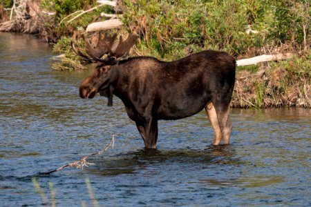 Bull Moose in Gros Ventre River