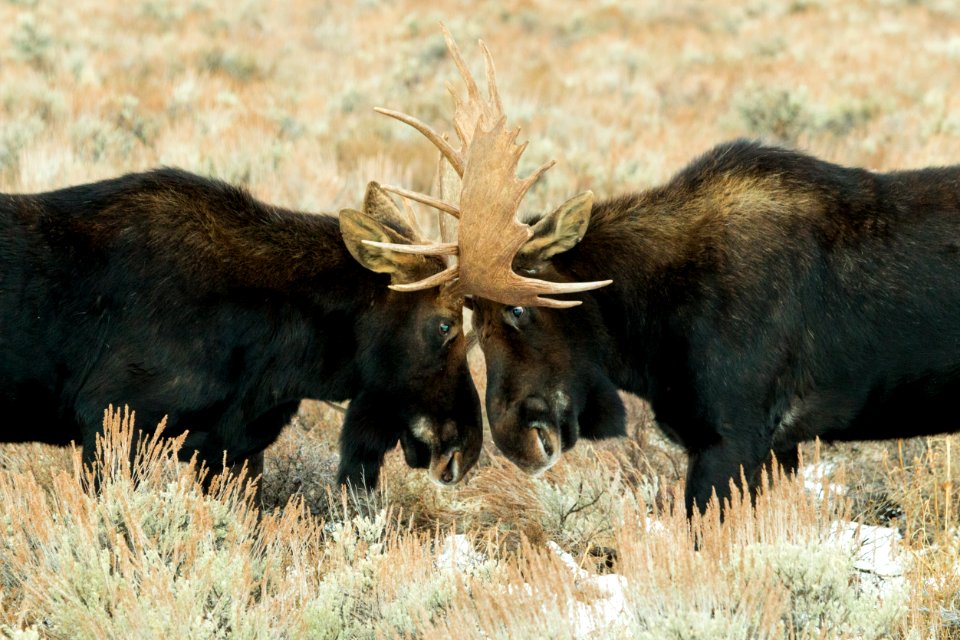 Bull Moose Fight