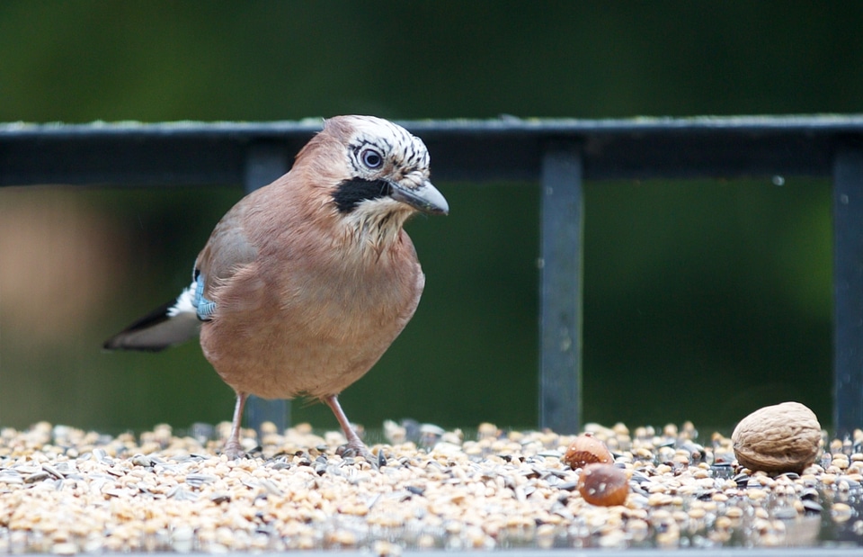 Garden animal plumage