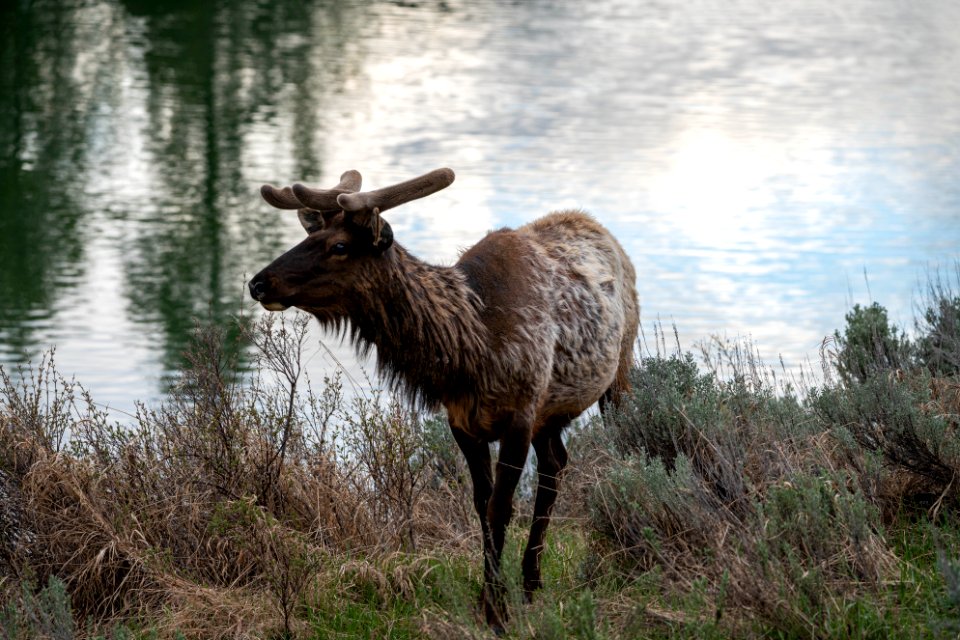 Bull Elk