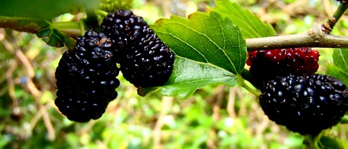 عکس های توت سیاه