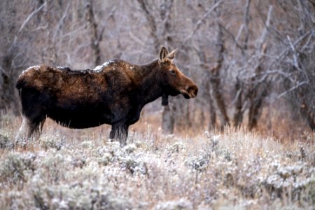 Cow moose