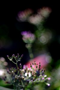 DSCF6625