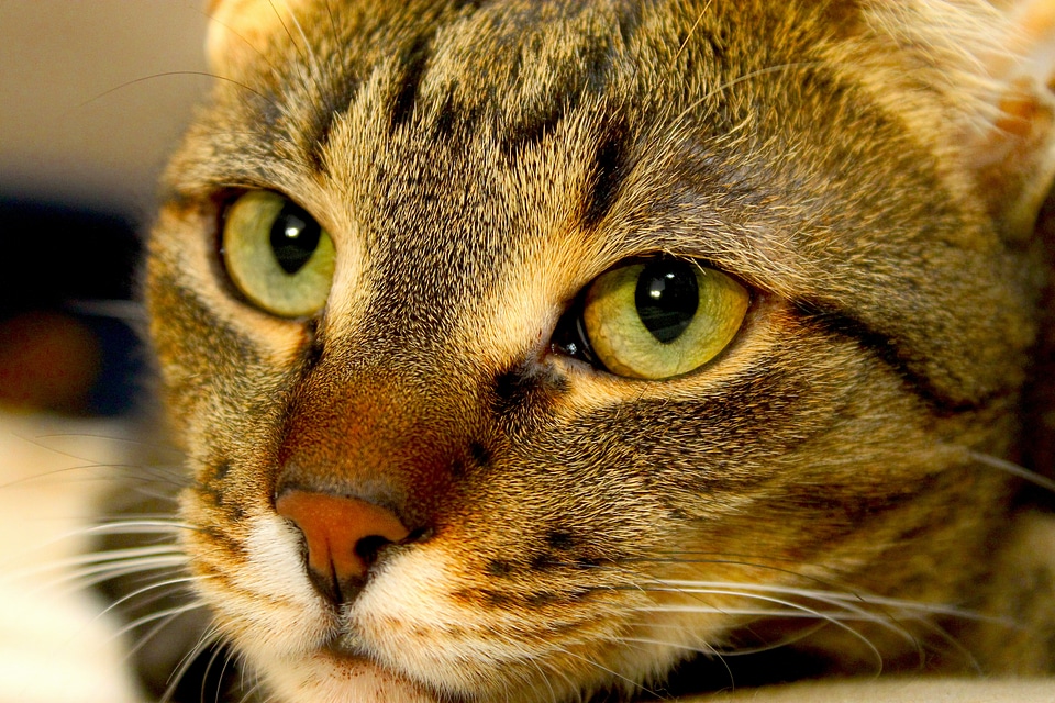Is watching tabby domestic cat