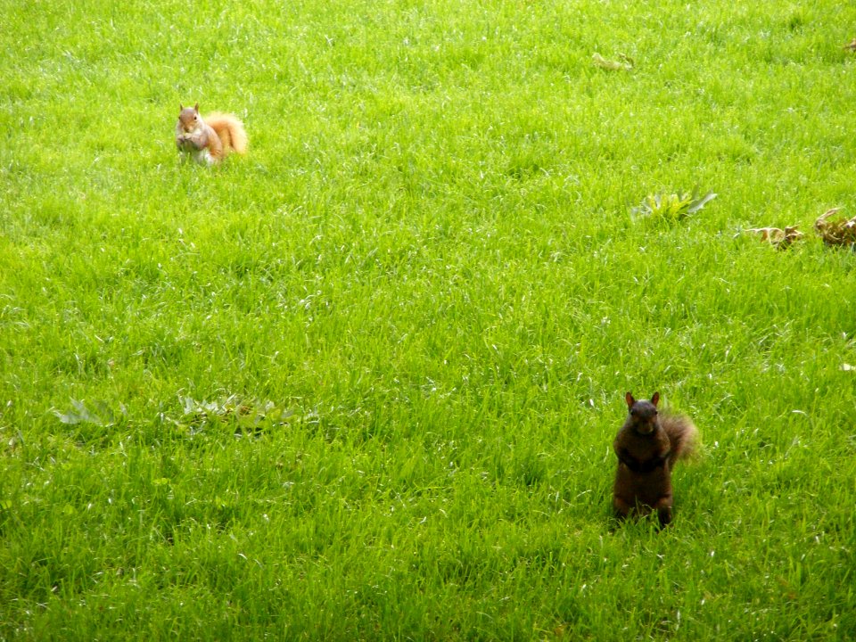 squirrels
