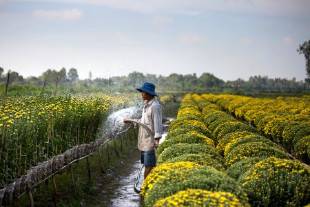 Man watering flowers, Vietnam photo