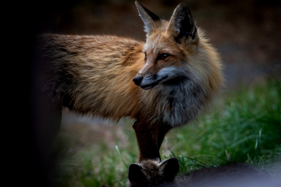 Red Fox