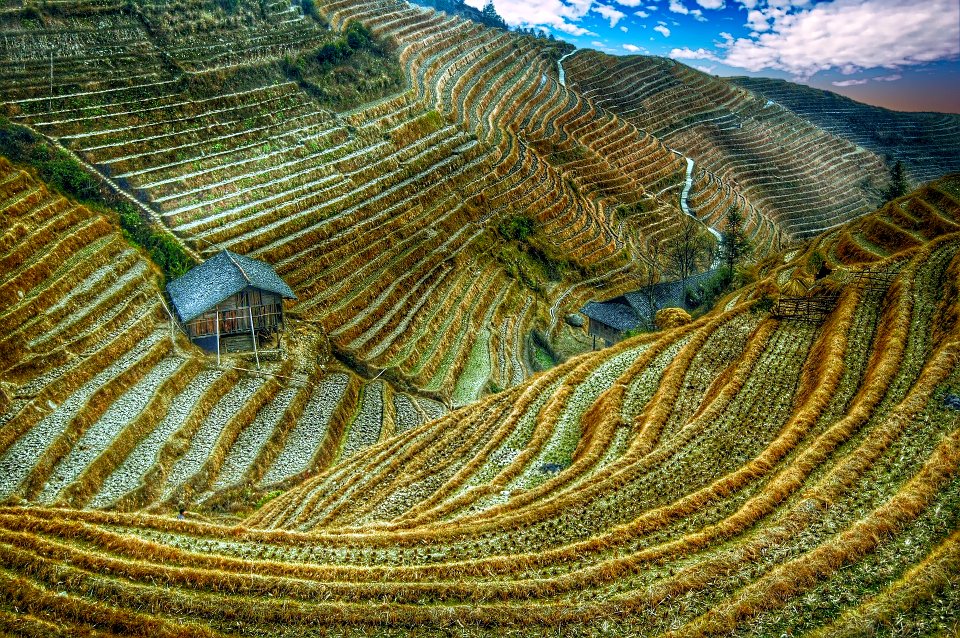 Rice fields
