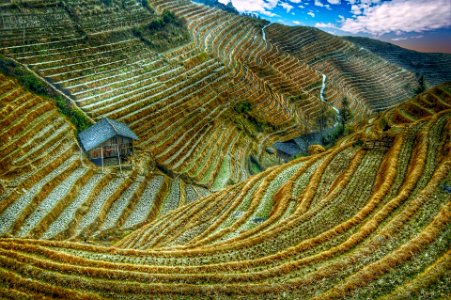 Rice fields
