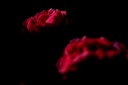 花二輪