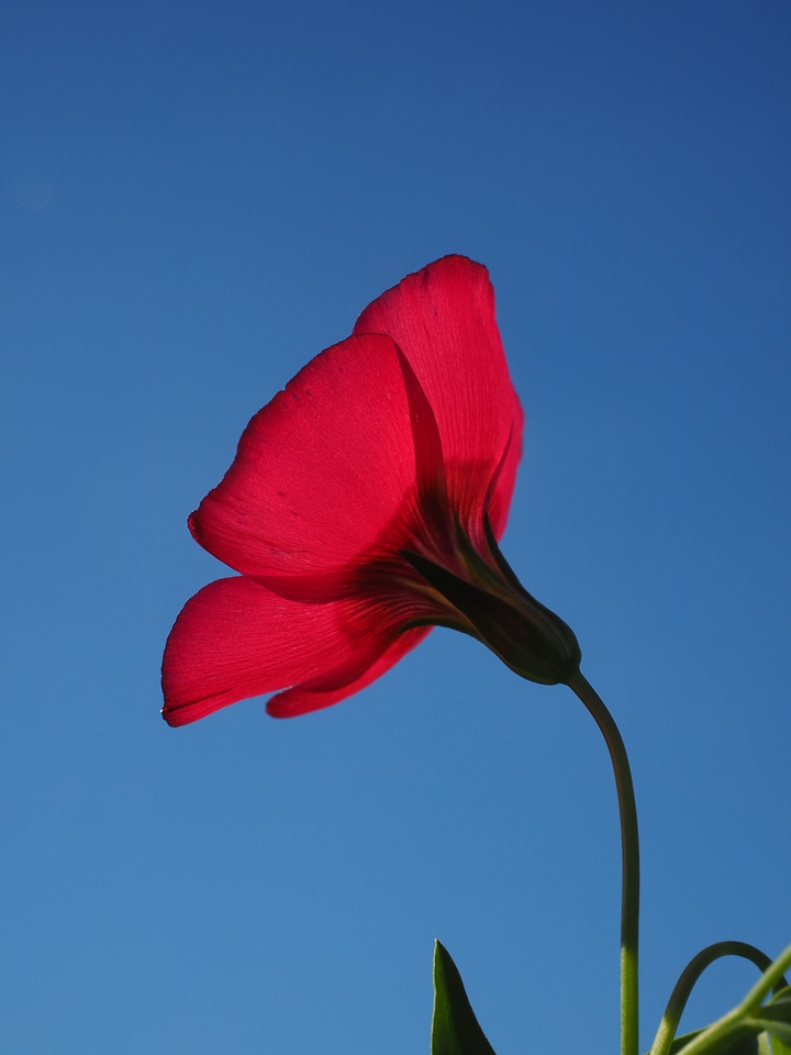Flower red translucent