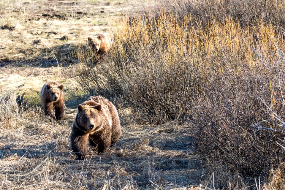 Grizzly Sow with Two Cubs