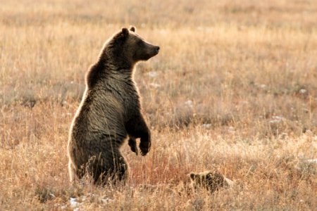Standing Grizzly Sow