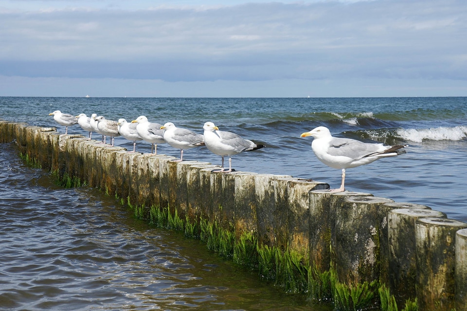 Sitting rest bird