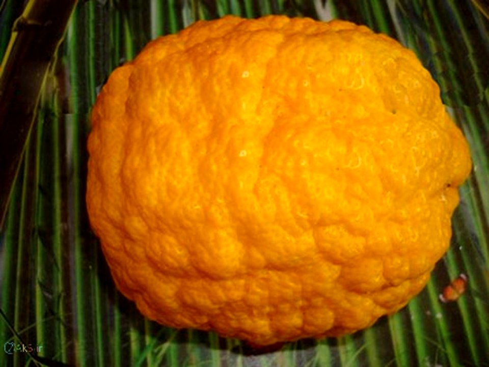 عکس بالنگ