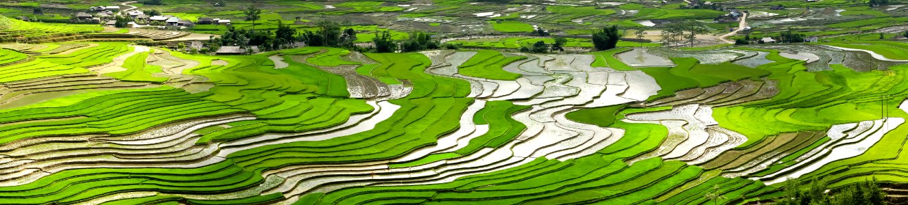 Terraced paddy fields, Vietnam