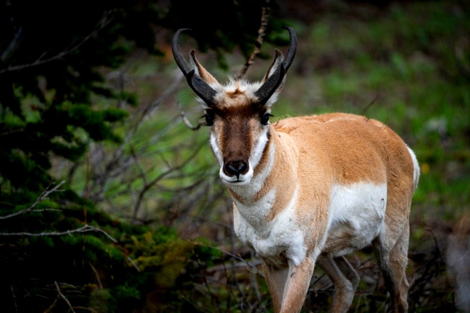 Pronghorn