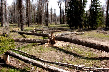 Beaver Cut Trees