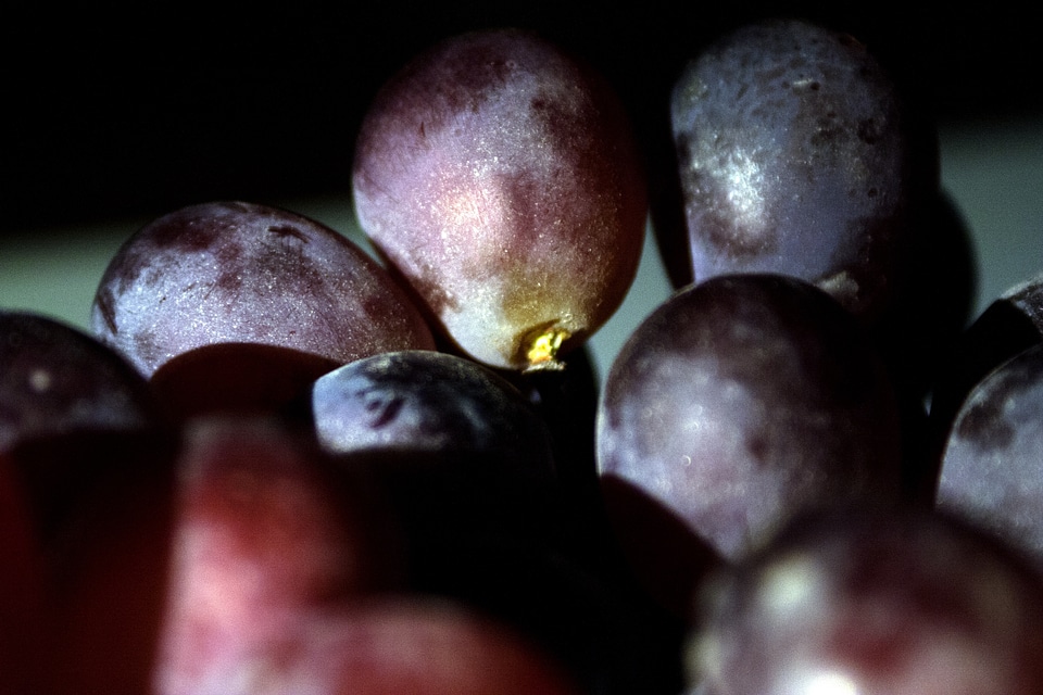 Spherical fruiting eating