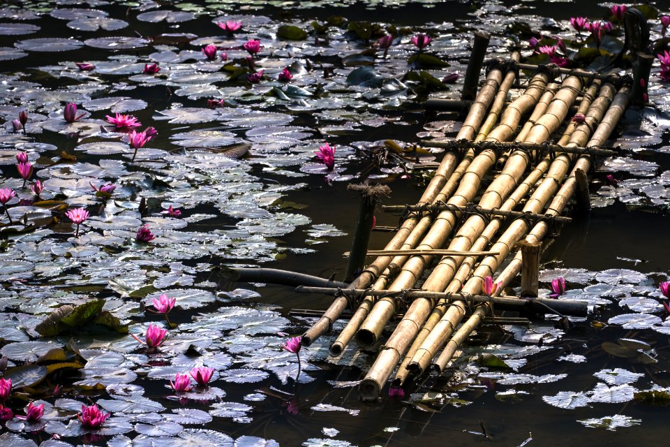 Lotus flowers on water, Vietnam photo