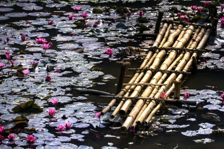 Lotus flowers on water, Vietnam photo