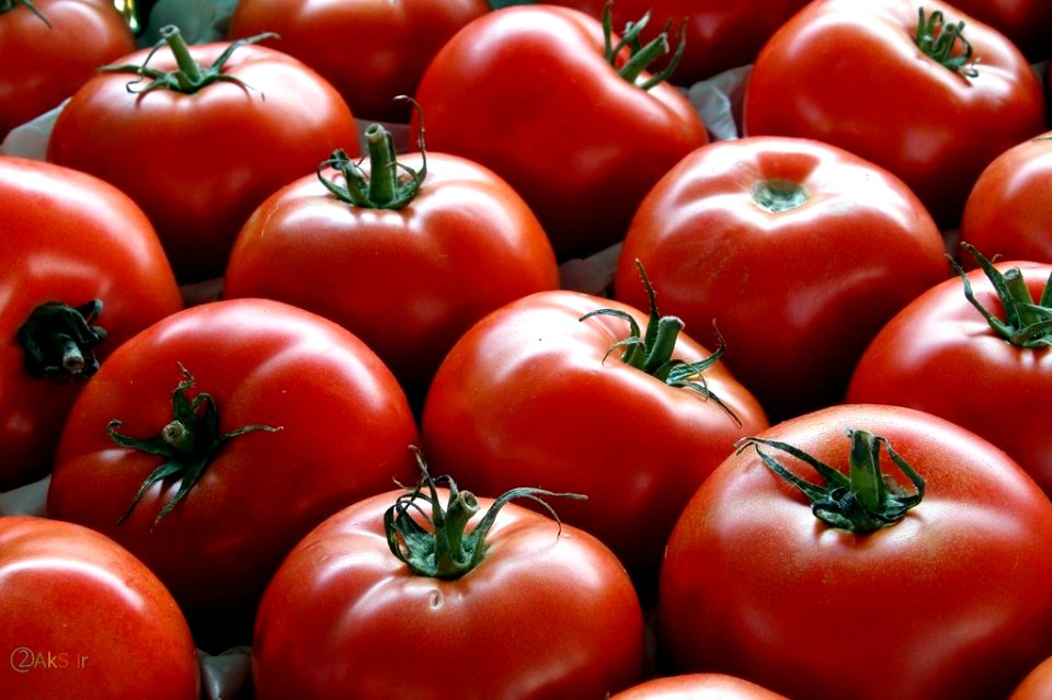 عکس های گوجه فرنگی