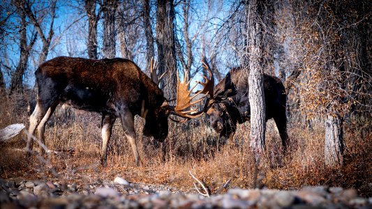 Bull moose sparring
