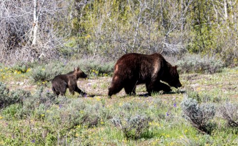Grizzly with Cub