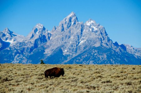 Bison