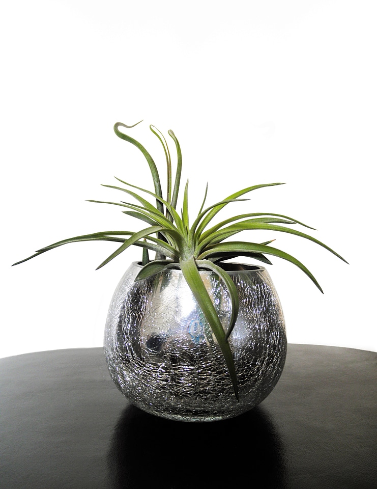 Leaf bromeliaceae flower pot