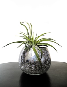 Leaf bromeliaceae flower pot