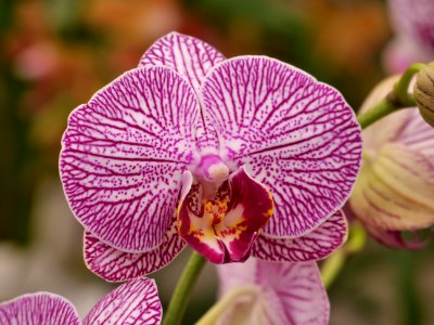 P1000586 -Orchid 2