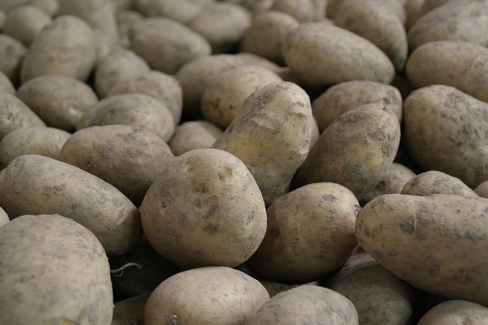 Potato potatoe agriculture