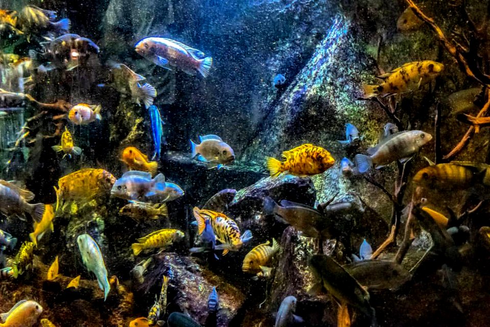 Ooohhh...#lovely #fish @thecalgaryzoo 🐳🐟🐡🐠🐟 #calgary #yyc #alberta #canada #calgaryzoo