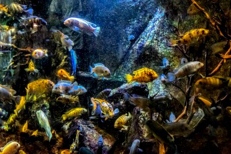 Ooohhh...#lovely #fish @thecalgaryzoo 🐳🐟🐡🐠🐟 #calgary #yyc #alberta #canada #calgaryzoo