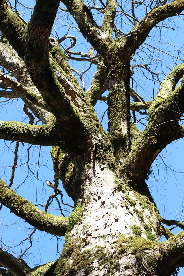 Environment outdoor tree branches