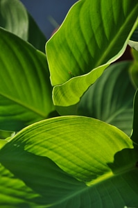 Nature plant garden