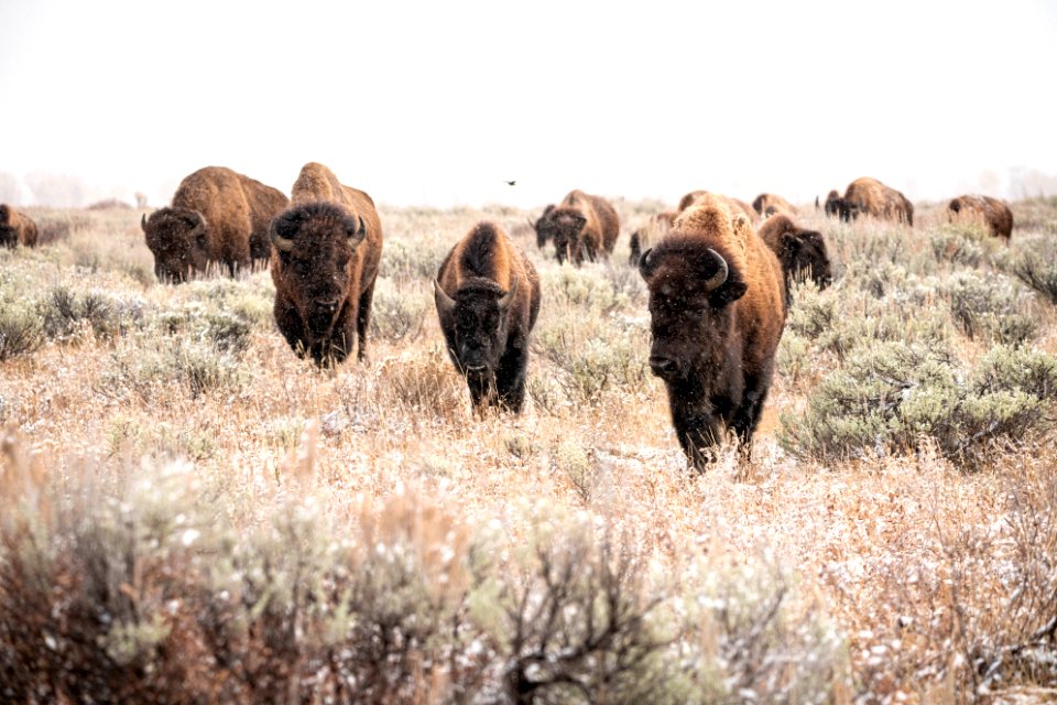 Bison in the sage and snow
