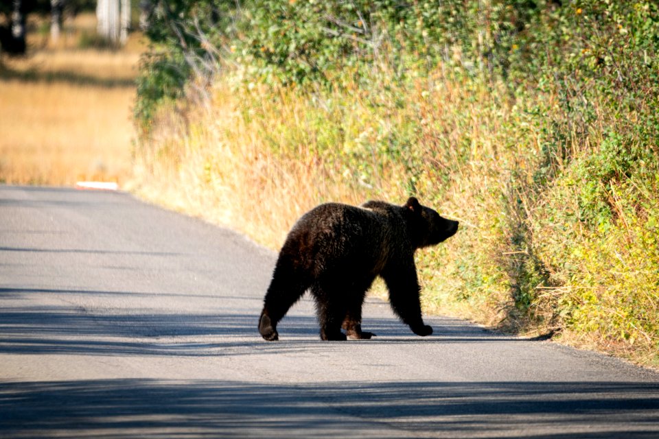 Grizzly on Moose-Wilson Road