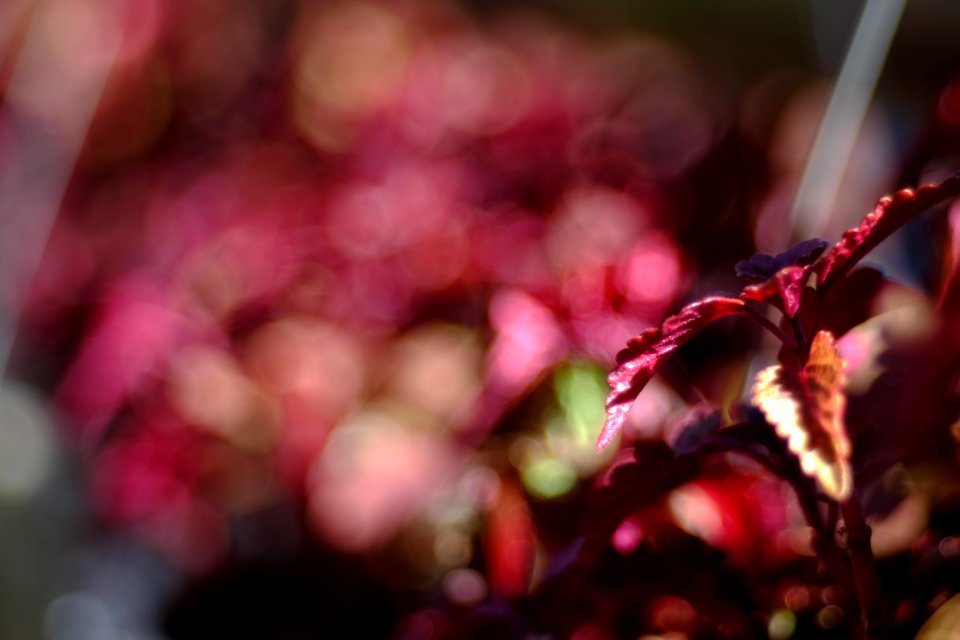 DSCF1811