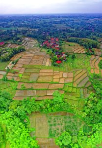 Paddy fields, Indonesia