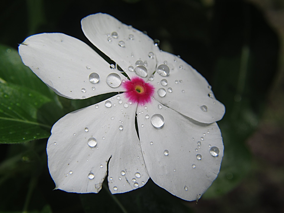 Plant floral bloom