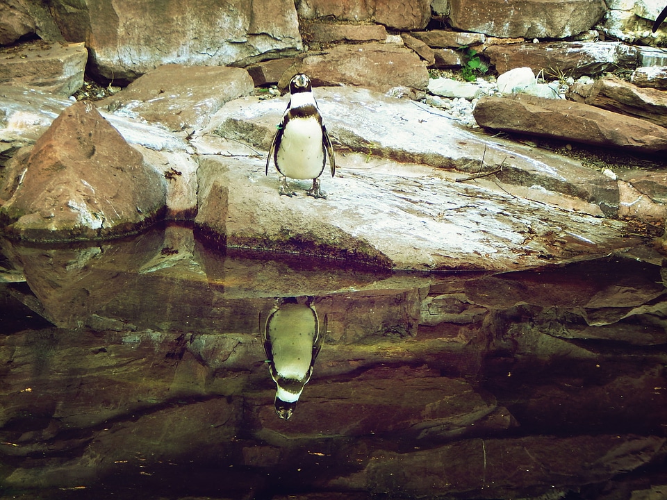 Zoo animal bird