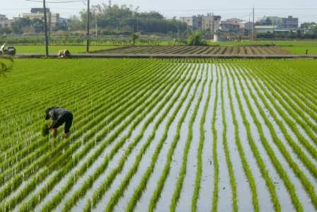 Transplanted rice field, Vietnam ye-tian