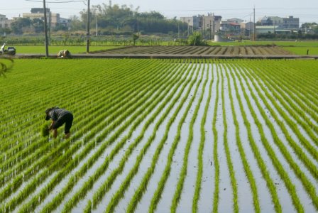 Transplanted rice field, Vietnam ye-tian photo